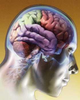 cerebro89