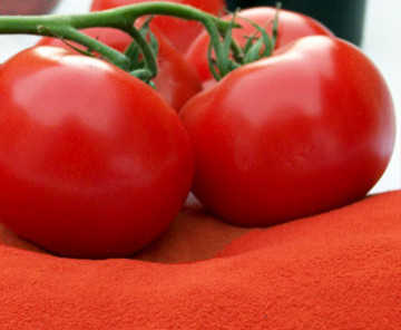 tomate organico tomate organico