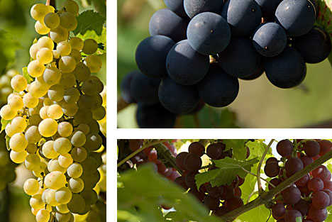 uvas