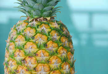 pina-3